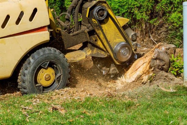 The Steps Involved in Our Tree Care Process in Santa Rosa, NM